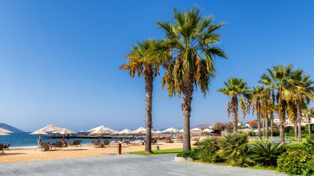 istock Palm trees on tropical beach in Mediterranean sea 1300293433