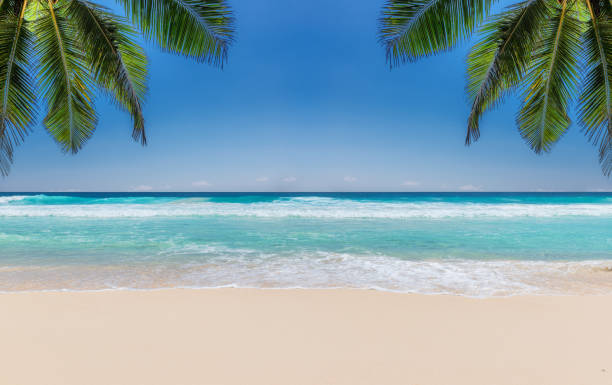 Tropical beach, palm trees, sea wave and white sand Tropical beach with white sand, tropical sea and palms background. Summer vacation and tropical beach concept. maldives photos stock pictures, royalty-free photos & images