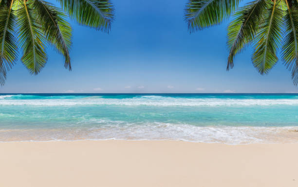 Tropical beach, palm trees, sea wave and white sand Tropical beach with white sand, tropical sea and palms background. Summer vacation and tropical beach concept. palm tree stock pictures, royalty-free photos & images