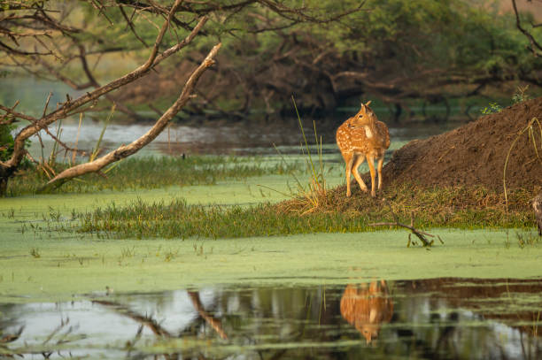 istock Spotted deer or Chital or Cheetal or axis axis with reflection in water golden hour sunset light and in scenic landscape of keoladeo ghana national park or bharatpur bird sanctuary Rajasthan India 1300297416