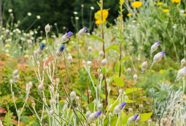 istock Wild Flowers in Nature 1300298797