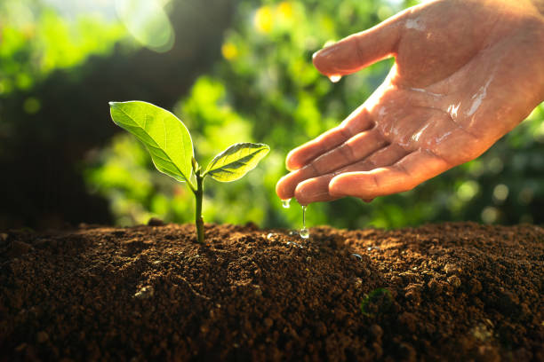istock Hands watering the plants in nature 1300298879