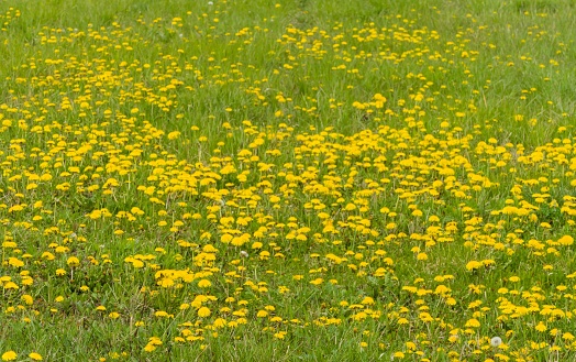 Wildflowers in Nature