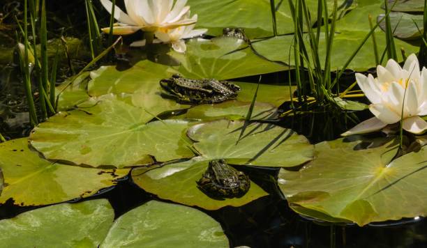 水ゆりのある池のカエル - frog lily pond water ストックフォトと画像