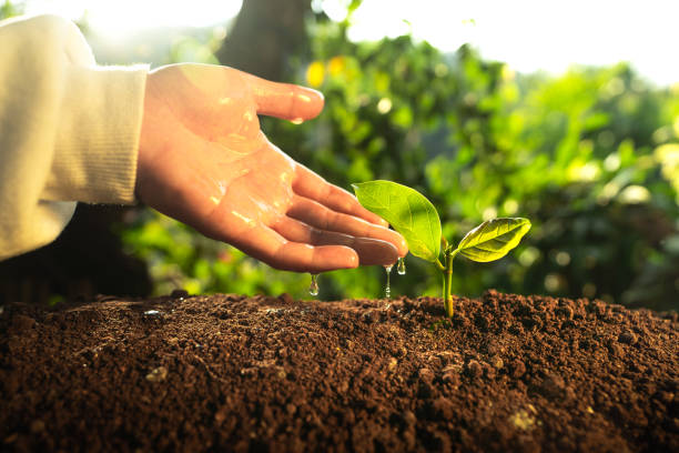 istock Hands watering the plants in nature 1300299313