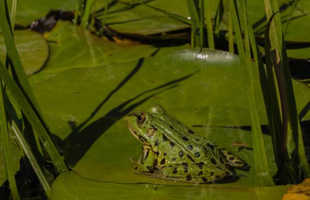 istock Frog sitting in natural Pond 1300299363