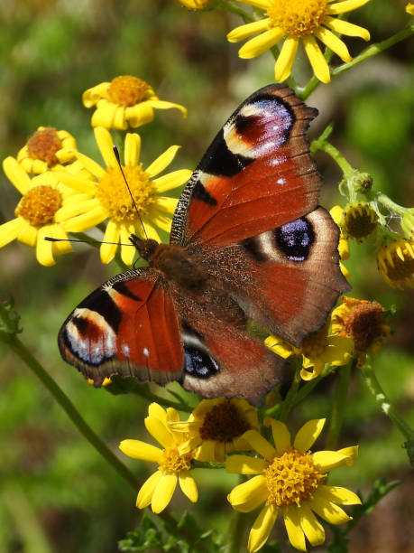 istock Peacock of the day (Aglais io) 1300299672