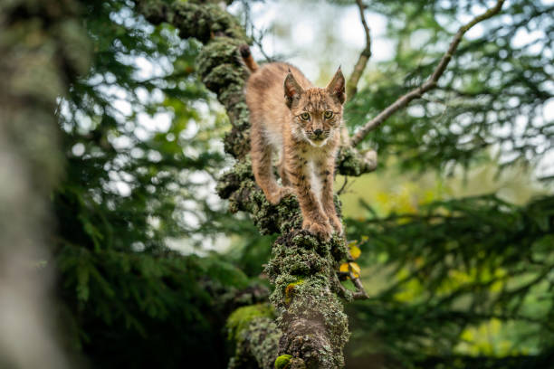 istock Lynx cub standing on lichen-covered tree branches looking ahead to the camera. 1300300515