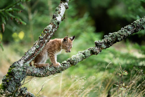 istock Lynx cub sitting on a lichen overgrown with lichen 1300300530