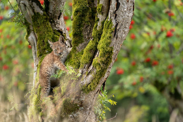 istock Lynx cub standing on a mossy tree trunk with blurred trees with red fruits 1300300598