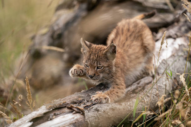 istock Lynx cub sharpening its claws on the trunk of a fallen tree 1300300727