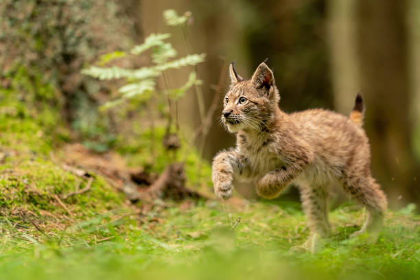 Cute and curious small lynx cub in a green forest grass stock photo