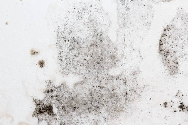istock Fungal mold on an interior wall requiring attention. 1300300801