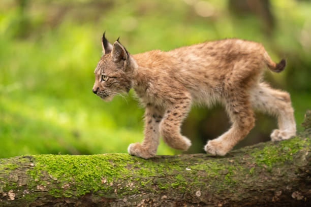 istock Lynx cub form a side walking on tree trunk from right to left side 1300300882