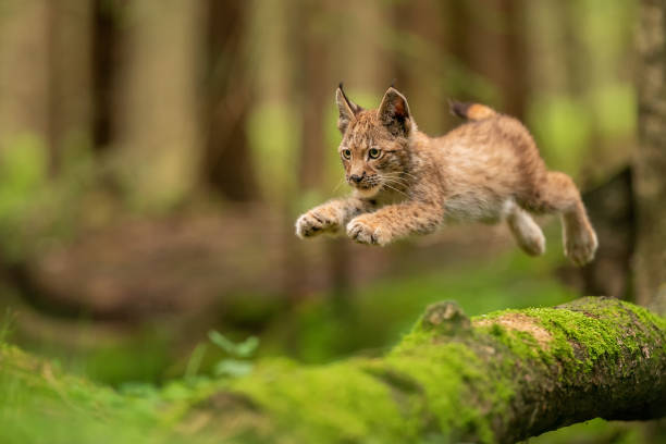 istock Lynx cub jumpping from fallen mossy tree trunk. Lynx lyynx. 1300300889