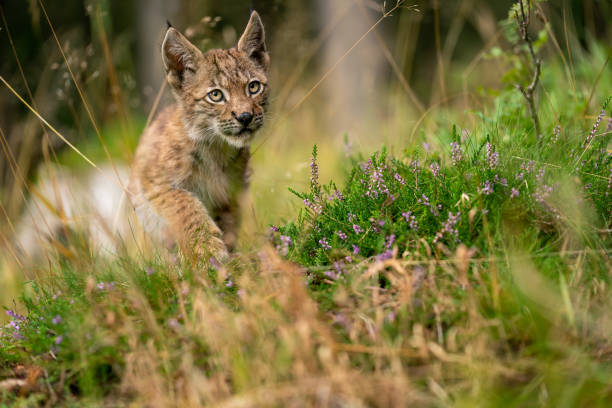 istock Lynx cub walking on a beautiful flower forest clearing 1300300968
