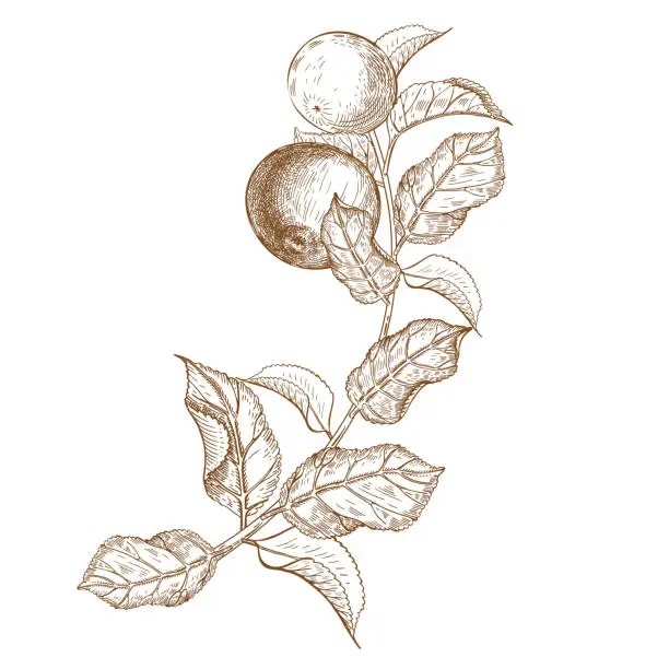 Vector illustration of Apple tree branch with leaves and apples. Sketch graphics. V