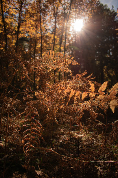 istock autumn landscape with brown and yellow trees with sunlight 1300301465