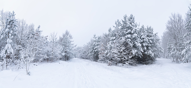 beautiful winter background with a footpath through the pine forest