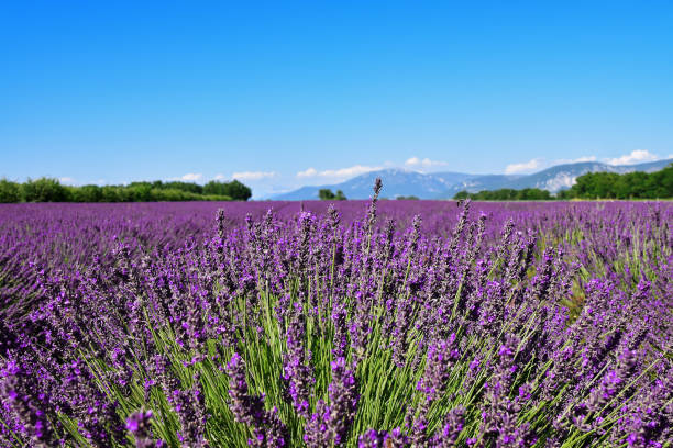 istock A field of blooming lavender 1300303693