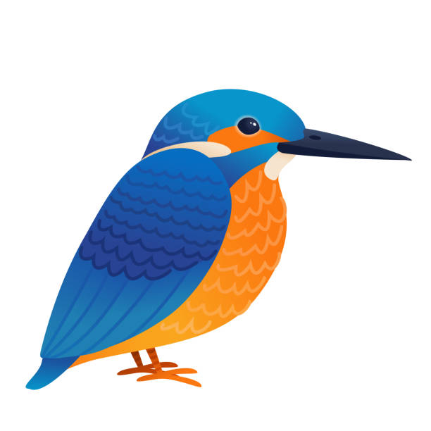 Kingfisher bird Kingfisher bird cartoon isolated vector kingfisher stock illustrations