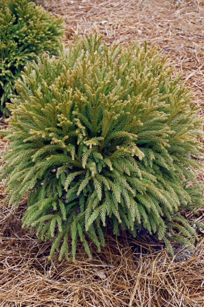 Dwarf Japanese cedar tree Dwarf Japanese cedar (Cryptomeria japonica Globosa Nana) cryptomeria stock pictures, royalty-free photos & images