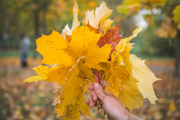 istock Autumn yellow leaves bouquet 1300304123