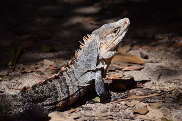 istock Costa Rican Wildlife: Black Iguana in Manuel Antonio National Park 1300304197