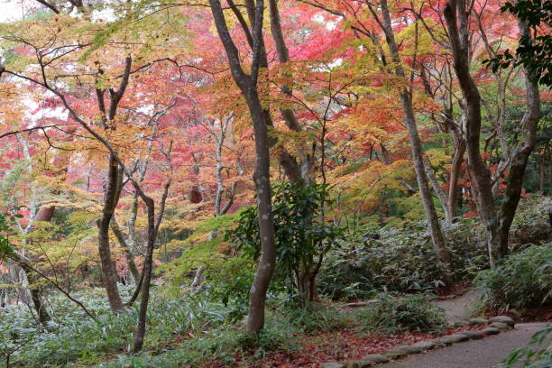 istock Arima Zuihouji Park in Autumn 1300304351
