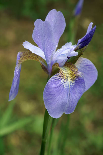 istock Close-up image of Siberian iris flower 1300305029