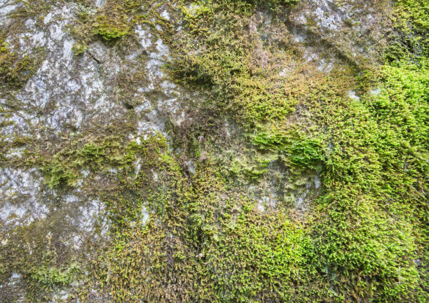 istock The moos on the calcite rock 1300305899