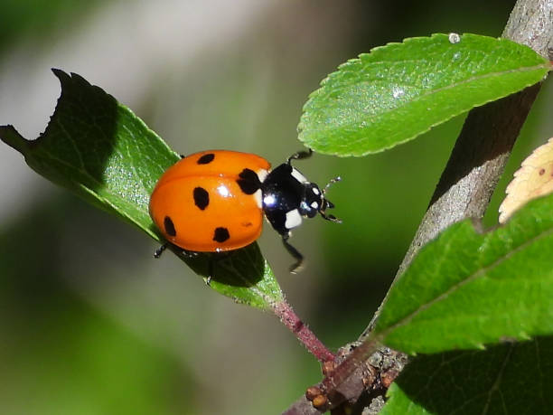 Seven-Point Beetle (Coccinella septempunctata) Coccinella septempunctata on unidentified plant seven spot ladybird stock pictures, royalty-free photos & images