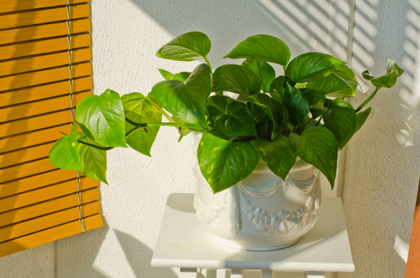 istock Phototropism. Houseplant growing towards sunlight 1300308121