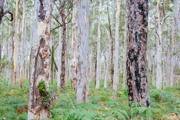 istock Cape Leeuwin Peninsula in Australia 1300308362