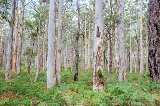 istock Cape Leeuwin Peninsula in Australia 1300308373