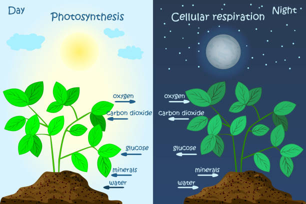 植物の光合成の図。光合成解説科学 - primary produce点のイラスト素材／クリップアート素材／マンガ素材／アイコン素材