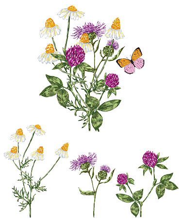 Vector image of bouquet wildflowers with drawn chamomiles, clover and cornflower.