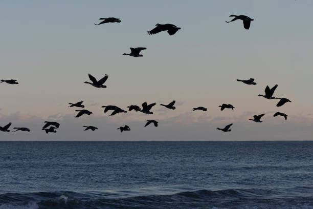 istock Flying flock of Canada geese over the lake during sunset 1300310521