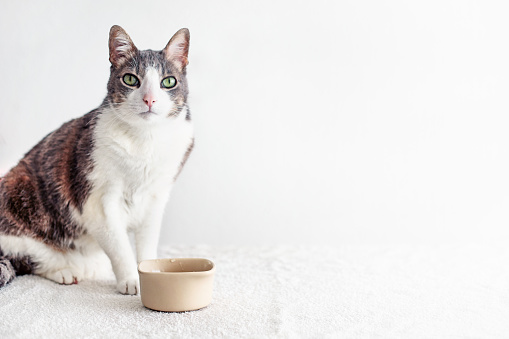 Hungry and thirsty cat looking at the camera. Tabby adult white gray cat sitting near empty bowl for water or food on white background. space for text. cat waiting for food or water