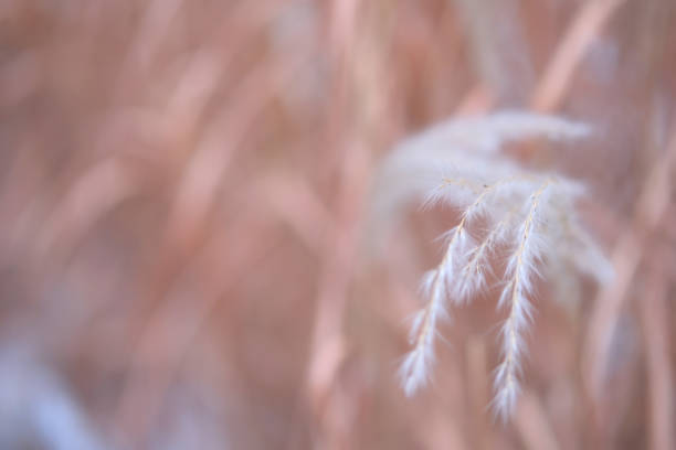istock Abstract blurred gentle natural background with spikelets of dry grass, feather grass 1300312991