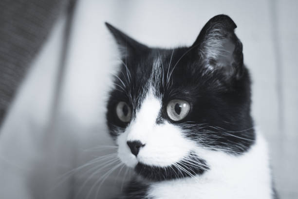 면역 결핍을 가진 흑백 고양이. 2세 반 - immunodeficiency 뉴스 사진 이미지