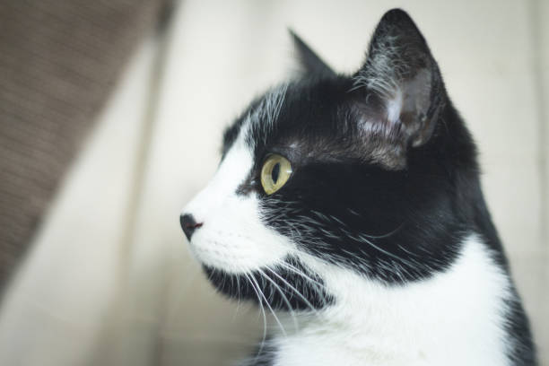 gatto bianco e nero con immunodeficienza. due anni e mezzo di età - immunodeficiency foto e immagini stock