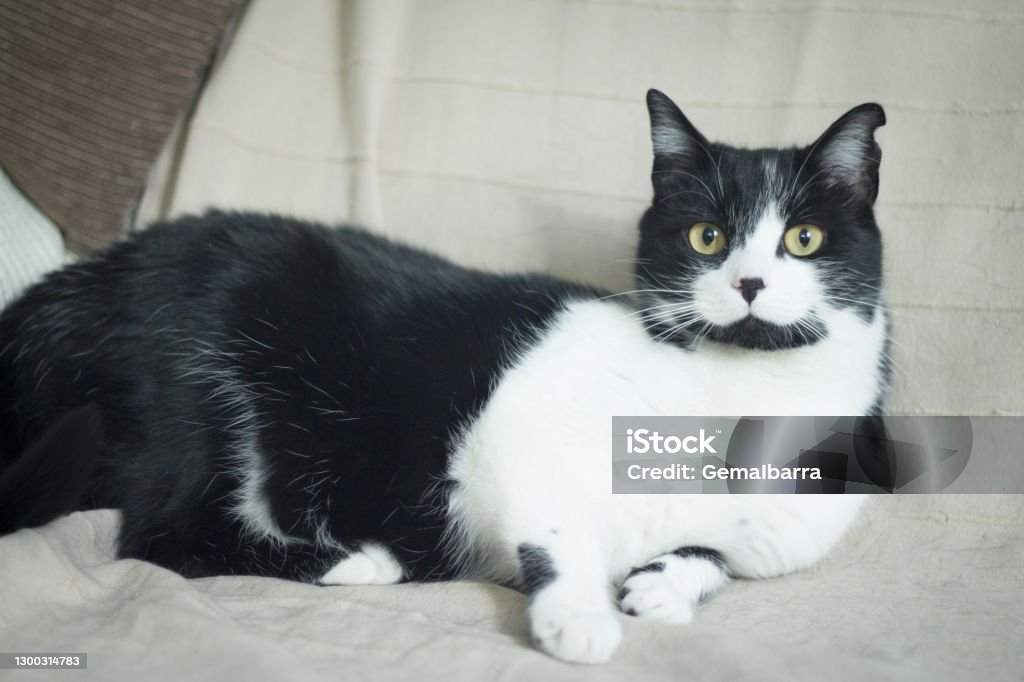 Kucing Hitam Dan Putih Dengan Imunodefisiensi Usia Dua Setengah Tahun