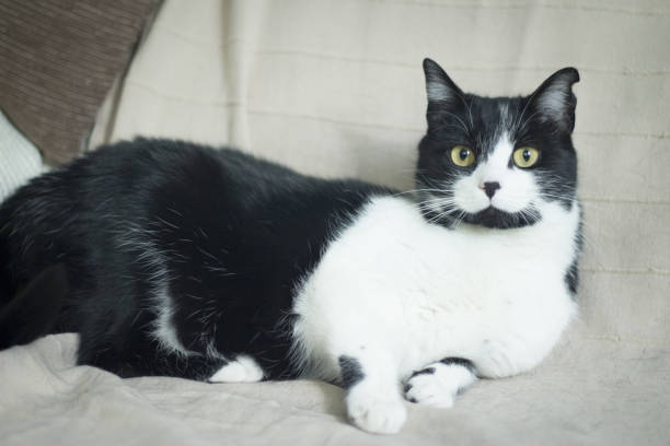 istock Black and white cat with immunodeficiency. Two and a half years of age 1300314783