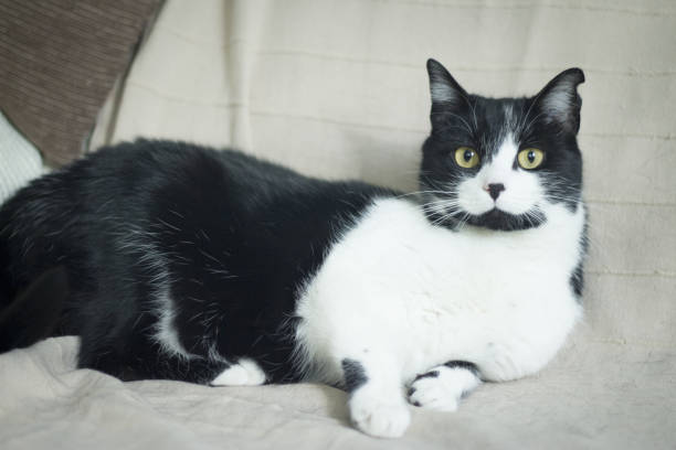 черно-белая кошка с иммунодефицитом. два с половиной года - immunodeficiency стоковые фото и изображения