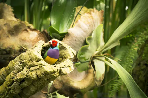 Gould finch bird inside its nest in a tree. No people