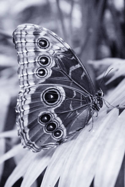 istock Blue morpho butterfly with closed wings. No people 1300315083