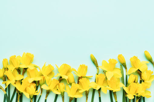 Border of yellow narcissus or daffodil flowers on light blue background. Mothers Day, birthday, Valentines Day concept