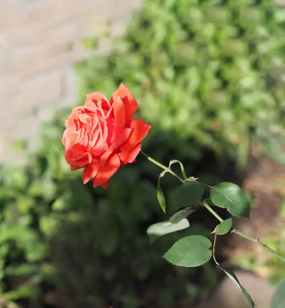 Rose old-rose color flower blooming in garden blurred of nature background, copy space concept for write text design in front background for banner, card, wallpaper, webpage, greeting card Valentine Day