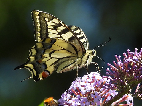 Papilio machaon on unidentified flower